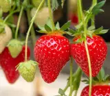 Thai variety Strawberries plants