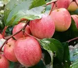 Thai variety apple ber plants