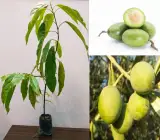 Thailand Sweet Olive- Fruit Plant & Tree