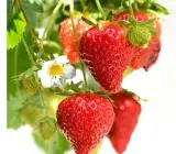 Thai variety Strawberries plants