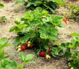 Thai variety Strawberries plants