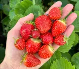 Thai variety Strawberries plants