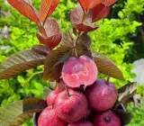 Thai red Guava plant