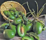 Thailand Sweet Olive- Fruit Plant & Tree
