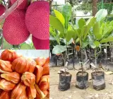 Thai pink jackfruit- Grafting Fruit plants
