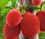 Thai pink jackfruit- Grafting Fruit plants
