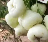 white water apple - Fruit Plants