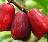 Red Water apple PLANT