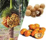 Superi plants