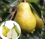 Nashpati ( pear ) plants