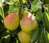 Nashpati ( pear ) plants