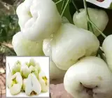 white water apple - Fruit Plants