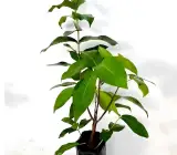 white water apple - Fruit Plants