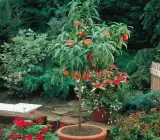 Peach fruit Plants