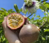 Passion Fruit plants