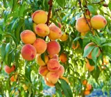 Peach fruit Plants