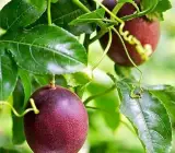 Passion Fruit plants