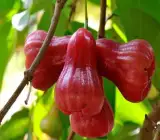 Red Water apple PLANT