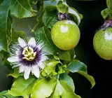 Passion Fruit plants