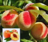 Peach fruit Plants
