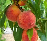 Peach fruit Plants