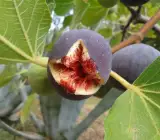 Mission Fig plants