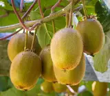 Kiwi Grafting fruit plants