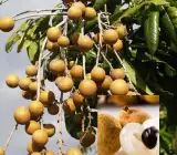 Longan fruit Plant- Grafting