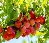 Hybrid Alubukra- Grafting plant
