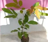 Longan fruit Plant- Grafting