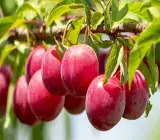 Hybrid Alubukra- Grafting plant
