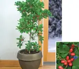 Miracle Fruit plants