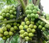 Kerala, Coconut – Plant FRUIT PLANTS