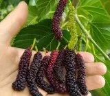 Long Mall Beriye Grafting plant