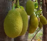 Jack fruit- Grafting plant