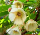Hybrid Rudrakhas plant
