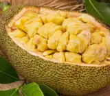 Jack fruit- Grafting plant