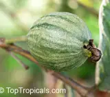 Grafting variegated Guava plant