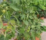Mission Fig plants