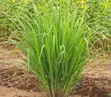 LEMON GRASS LIVE PLANT
