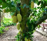 Jack fruit- Grafting plant