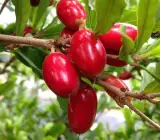 Miracle Fruit plants