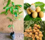 Longan fruit Plant- Grafting