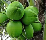 Kerala, Coconut – Plant FRUIT PLANTS