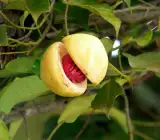Jayaphal And Jatiphal -Spices – PLANTS