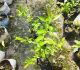 Hybrid Alubukra- Grafting plant