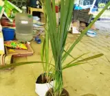 LEMON GRASS LIVE PLANT