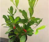 Miracle Fruit plants