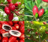 Miracle Fruit plants