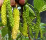 Long Mall Beriye Grafting plant
